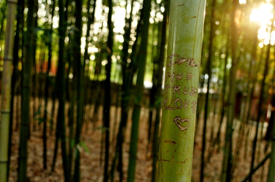 Optimism on a bamboo shoot. 